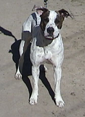 cody1.jpg